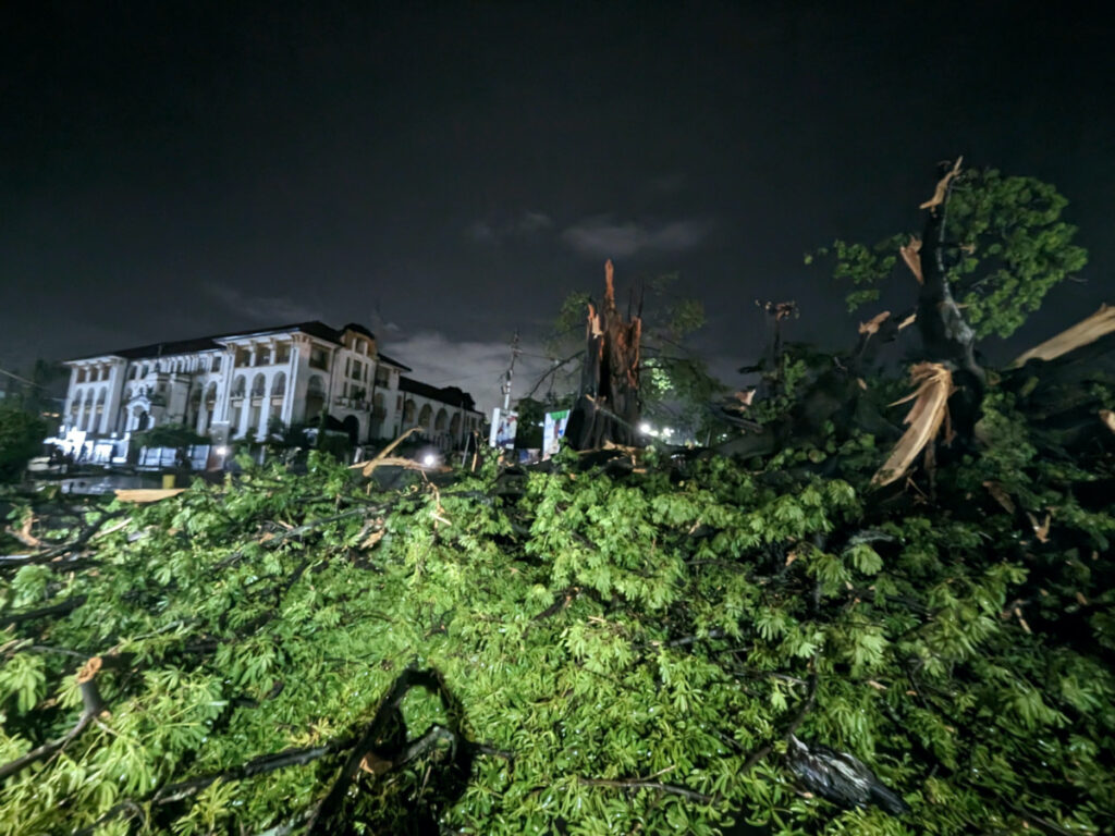 An iconic giant tropical tree fell after a heavy rainstorm in Freetown, Sierra Leone, on 24th May, 2023.