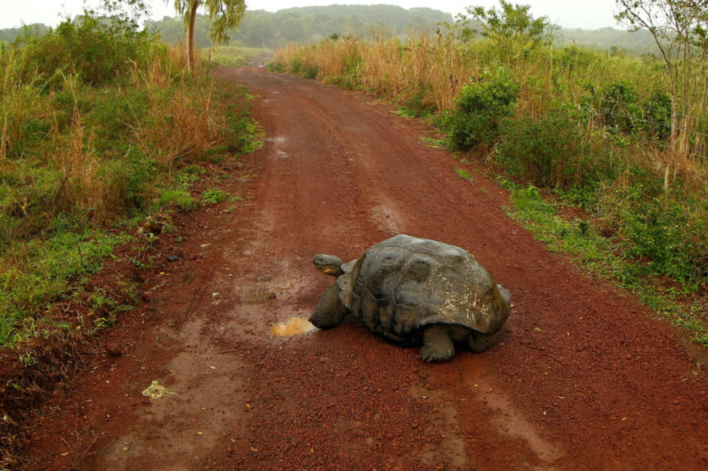 A giant tortoise is seen on a road at Santa Cruz island at Galapagos National Park, on 23rd August, 2013.