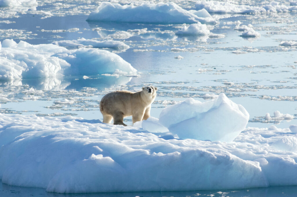 A southeast Greenland polar bear on glacier, or freshwater, ice is seen in this handout photograph taken in September 2016.