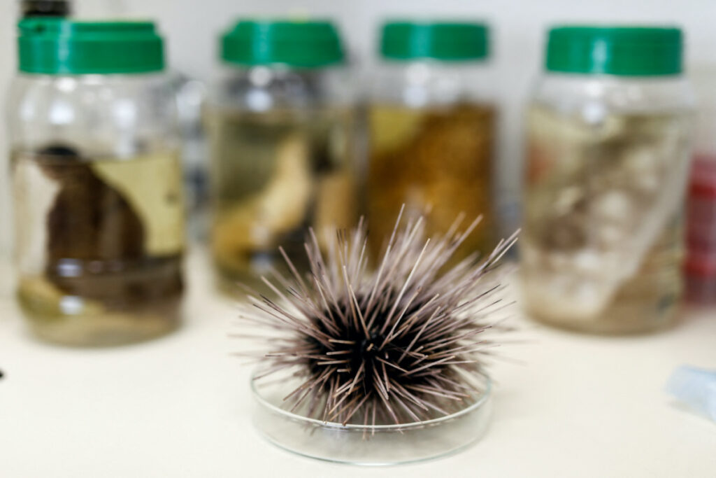 A dead black sea urchin is displayed at a laboratory in Tel Aviv University's Steinhardt Museum of Natural History in Tel Aviv, Israel, on 23rd May, 2023.
