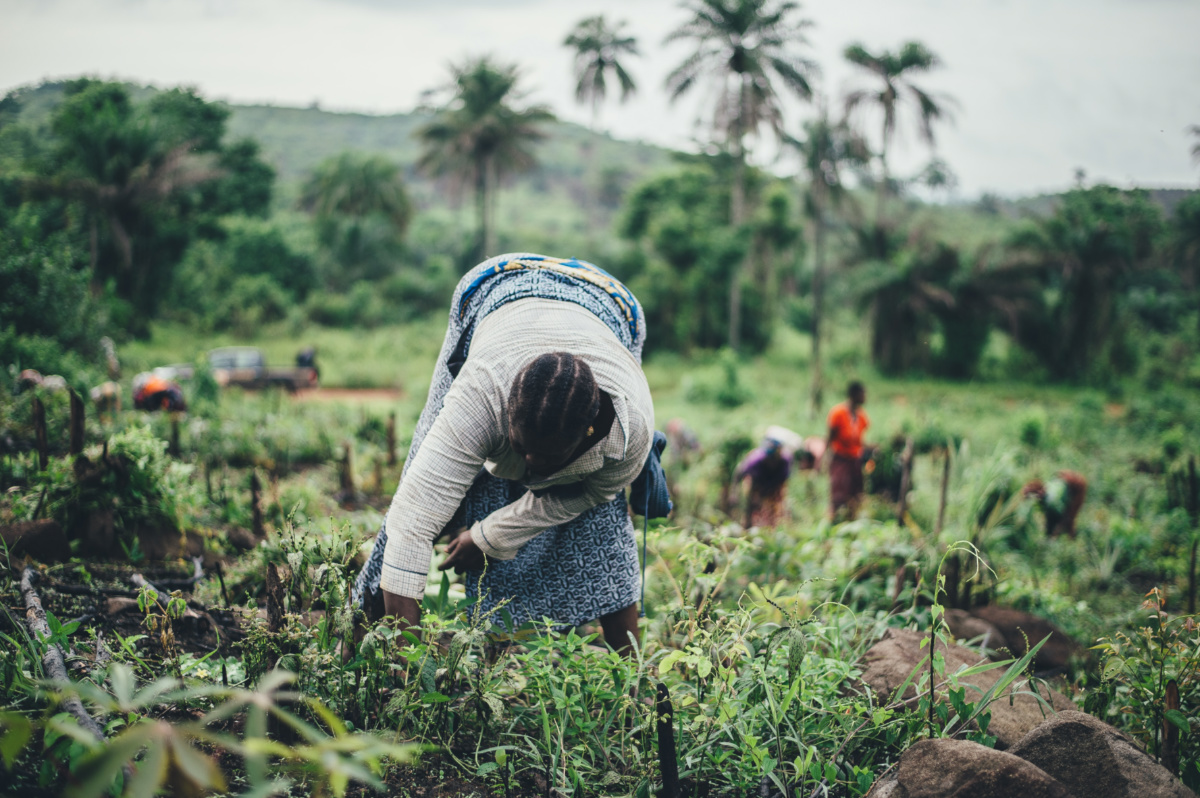 Sierra Leone women farming cassava
