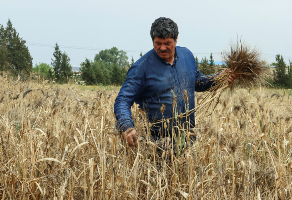 Tunisian farmer Hasan Chetoui, 64, cuts wheat spikes at his farm in Manouba, Tunisia, on 18th May, 2023.