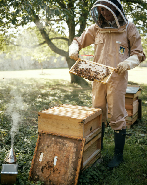 Britain's Catherine, Princess of Wales, tends to a beehive at Anmer Hall in Norfolk, Britain, in this undated handout photo released in celebration of World Bee Day on 20th May, 2023.