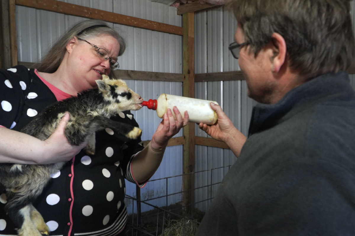 Rev Ann Zastrow of First Lutheran Church near Pipestone, Minn., feeds a newborn lamb with the help of sheep farmer Craig Thies, on Wednesday, 3rd May, 2023, in his farm outside of Pipestone. 