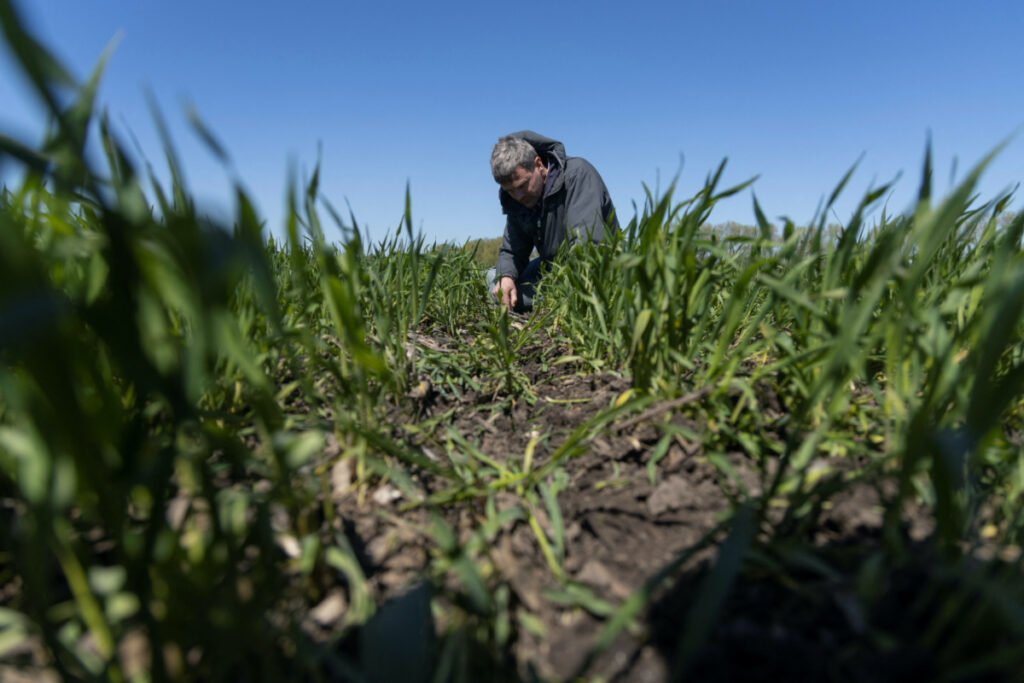 Dutch farmer Kees Huizinga checks the results of grain sowing in a field near the village Kyshchentsi, amid Russia's attack on Ukraine, in Cherkasy region, Ukraine, on 1st May, 2023.
