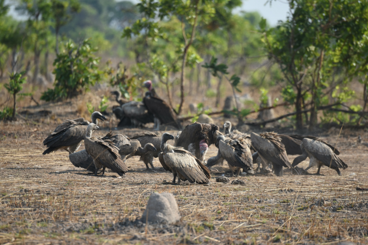 Vultures feed at an unspecified location given as Tanzania or Zambia in this undated handout image. 