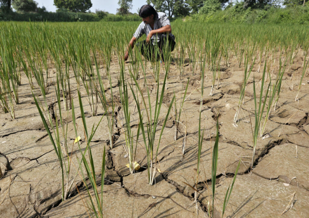 A farmer removes dried plants from his parched paddy field on the outskirts of Ahmedabad, India, on 8th September, 2015