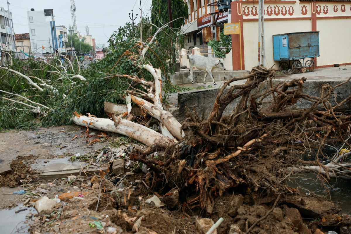 A tree uprooted due to strong winds is seen before the arrival of cyclone Biparjoy in the western state of Gujarat, India, on 15th June, 2023.