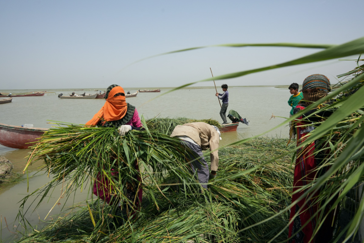 Iraqi Marsh Arab women carry reeds at the Basra marsh in Basra, Iraq, on 23rd May, 2023. 