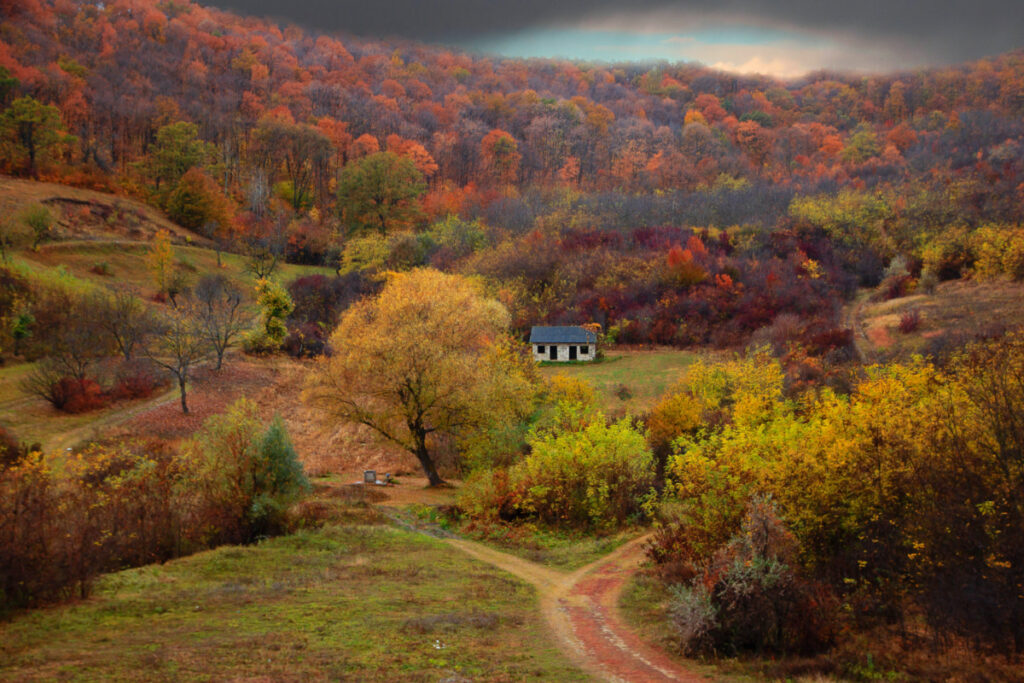 Moldova Cucioaia woodlands