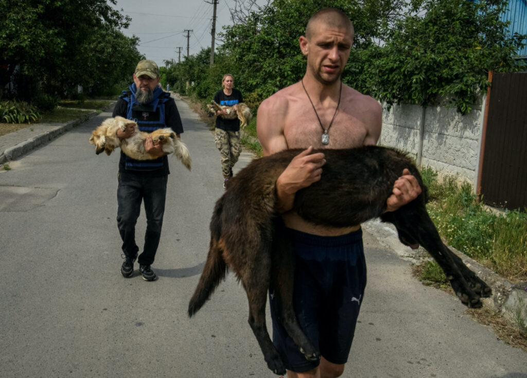 Volunteers evacuate dogs, previously sedated, from a flooded area after the Nova Kakhovka dam breached, amid Russia's attack on Ukraine, in Kherson, Ukraine, on 7th June, 2023.