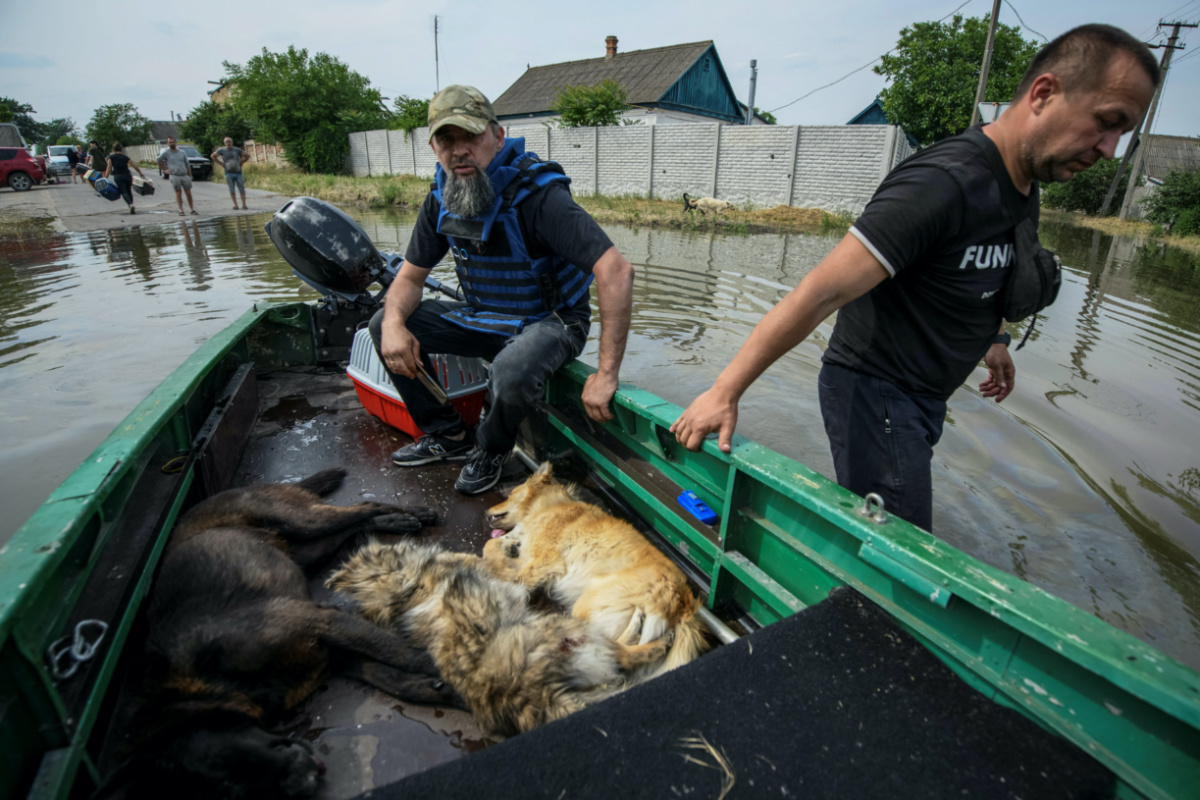 Volunteers evacuate dogs, previously sedated, from a flooded area after the Nova Kakhovka dam breached, amid Russia's attack on Ukraine, in Kherson, Ukraine, on 7th June, 2023. 
