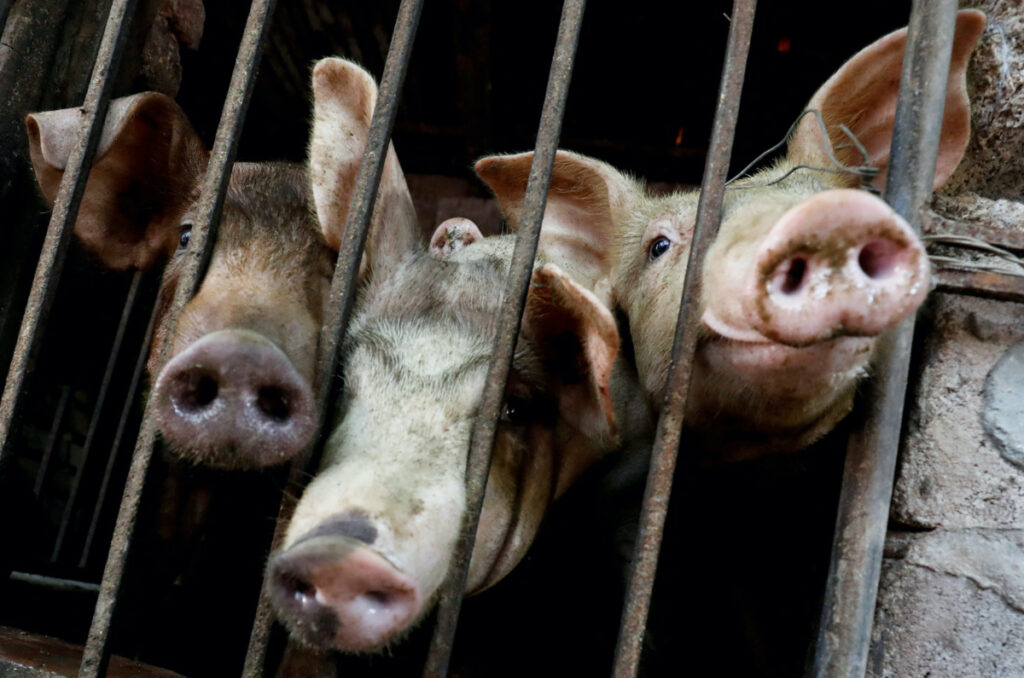 Pigs are seen at a farm outside Hanoi, Vietnam June 28, 2019. Picture taken June 28, 2019.