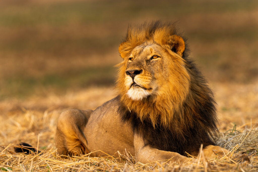 An eight-year-old male African lion rests on the plains of Kafue National Park, Zambia, on 19th September, 2020.