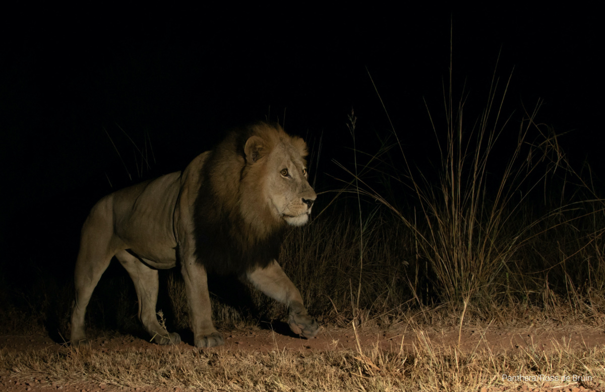 A male lion passes a camera trap near Panthera's camp, Kafue National Park, Zambia, on 17th May, 2023.
