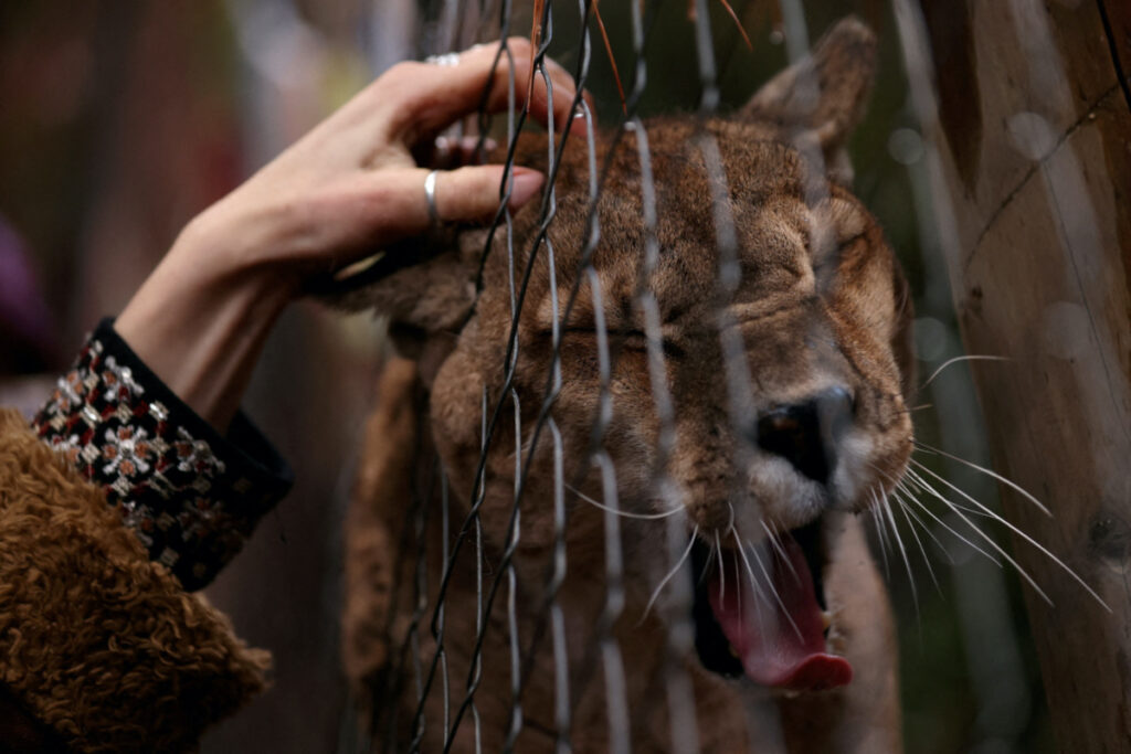 'Refugio Animal' member Kendra Ivelic strokes a puma at the Exhibition and Environmental Education Center 'Refugio Animal Cascada' opening day, a rehabilitation place for wild animals who, due to the severity of their injuries, cannot be released and where visitors will be able to observe endemic animals, at San Alfonso area, in Santiago, Chile, in 12th July, 2023.