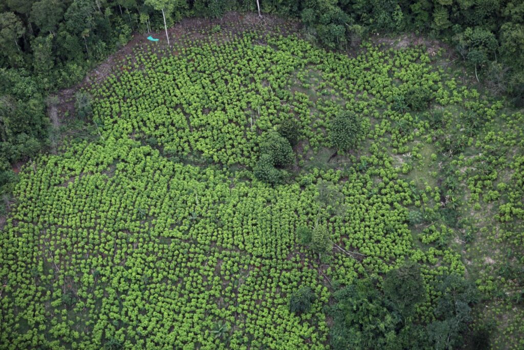 Aeriel view of coca fields in Tumaco, Colombia, on 26th February, 2020.