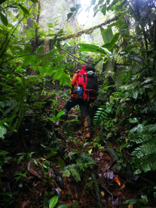 Tourists hike during an excursion through the Darien Gap region, Panama, on 12th January , 2023. 