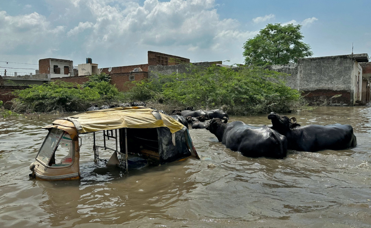 Buffalos move past a partially submerged auto-rickshaw in a water-logged area following heavy rains in Mathura, India, on 19th July, 2023.