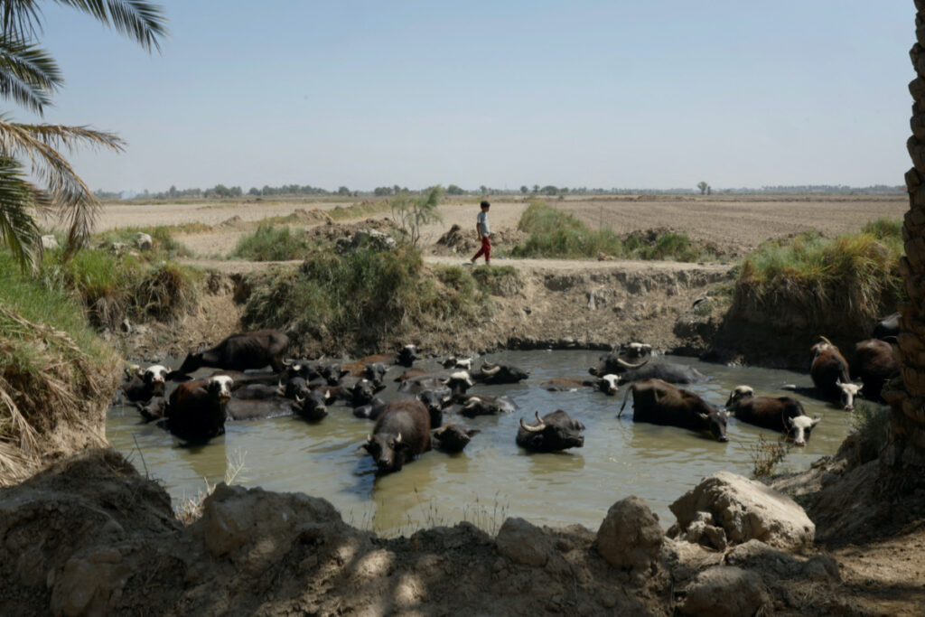 Mustafa Ahmed, 13, keeps watch over his family's buffalo herd as they wade at a waterhole in the Al-Mishkhab district, on the outskirts of Najaf, Iraq, on 23rd June, 2023.