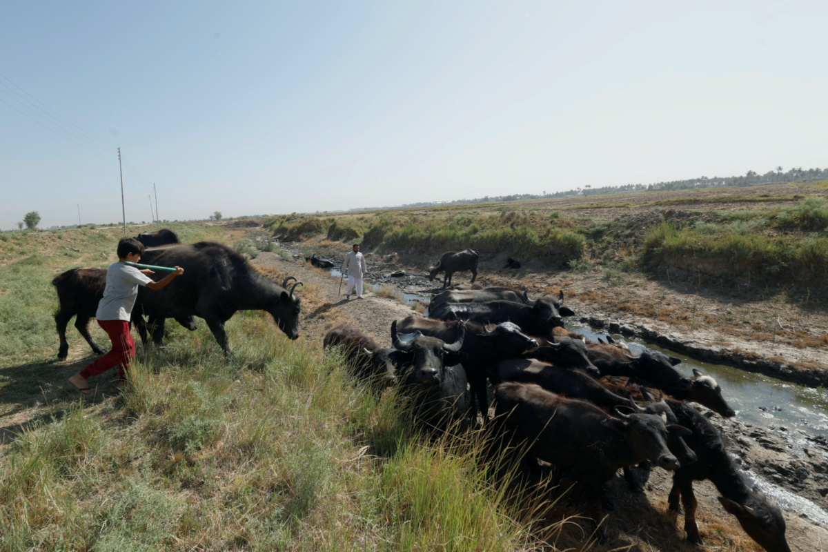 Mustafa Ahmed, 13, herds buffalo towards a river in the Al-Mishkhab district, on the outskirts of Najaf, Iraq, on 23rd June, 2023. 