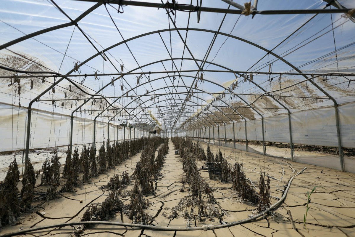 A view of tomato plants covered with cracked solidified mud in a greenhouse, in the aftermath of deadly floods in Emilia-Romagna, in Forli, Italy, on 1st June, 2023. 