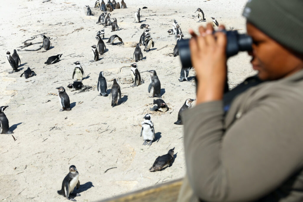 A South African National Parks ranger monitors a group of African penguins at Cape Town's famous Boulders penguin colony, a popular tourist attraction and an important breeding site which which are suffering an outbreak of avian flu in Cape Town, South Africa, on 27th September, 2022.