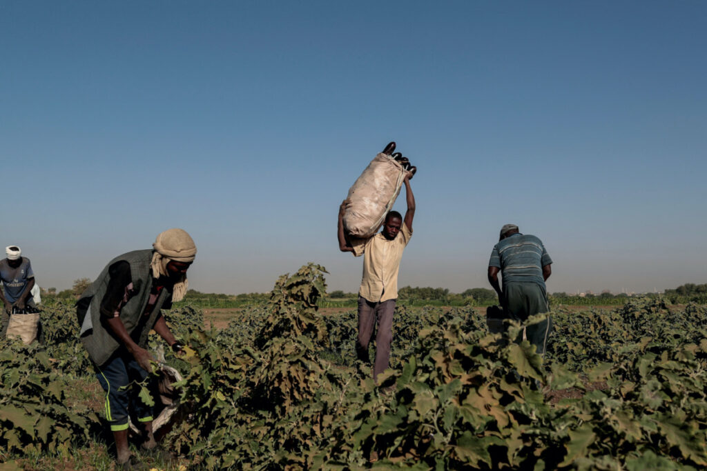 Mussa Adam Bakr, 48, who farms a plot of land next to a mud brick factory, collects eggplants with his workers on his field on Tuti Island, Khartoum, Sudan, on 14th February, 2020.