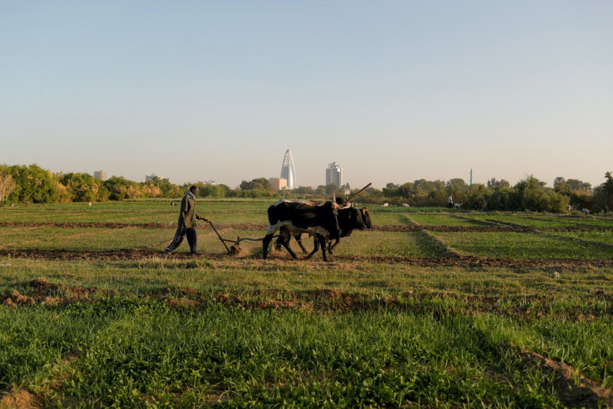 A farmer uses cows to plough a field on Tuti Island, Khartoum, Sudan, on 11th February, 2020. 
