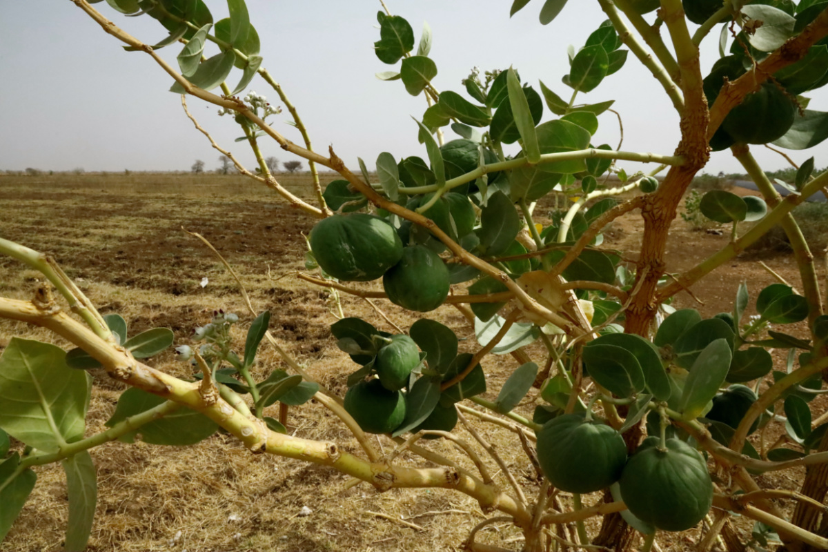A view of a farmland in the Gezira Scheme, Sudan, on 17th May, 2022. 