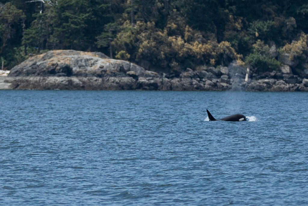 A killer whale member of the Bigg's orca T65B pod is seen in the Salish Sea near Eastsound, Washington, US, on 7th July, 2023.