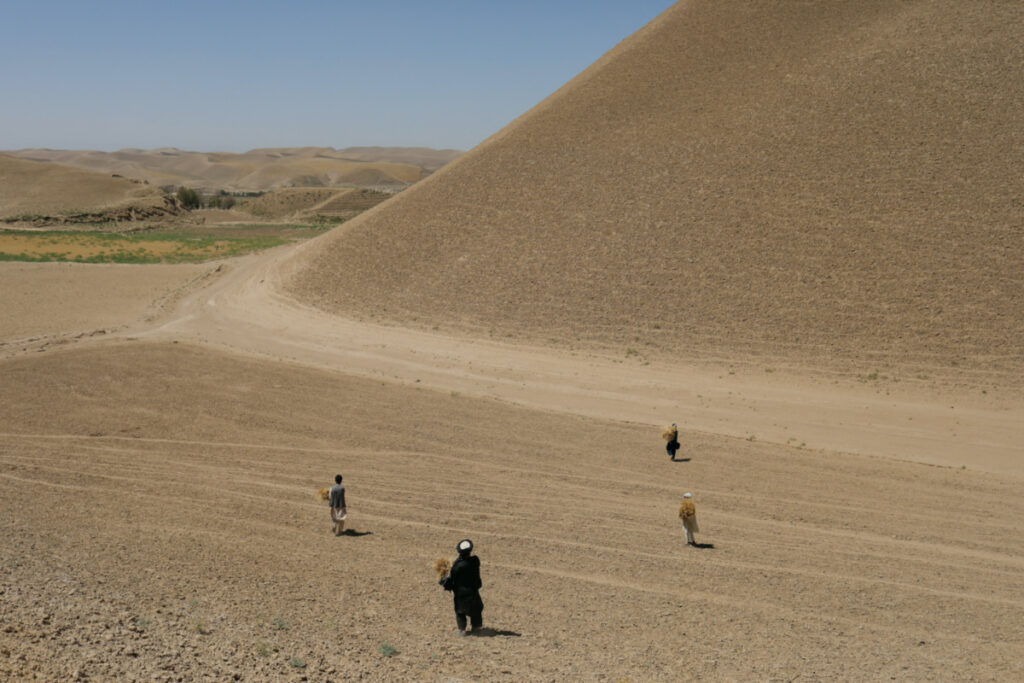 Afghan men carry harvested wheat in a drought-hit field in Balkh province, Afghanistan, on 4th August, 2023.