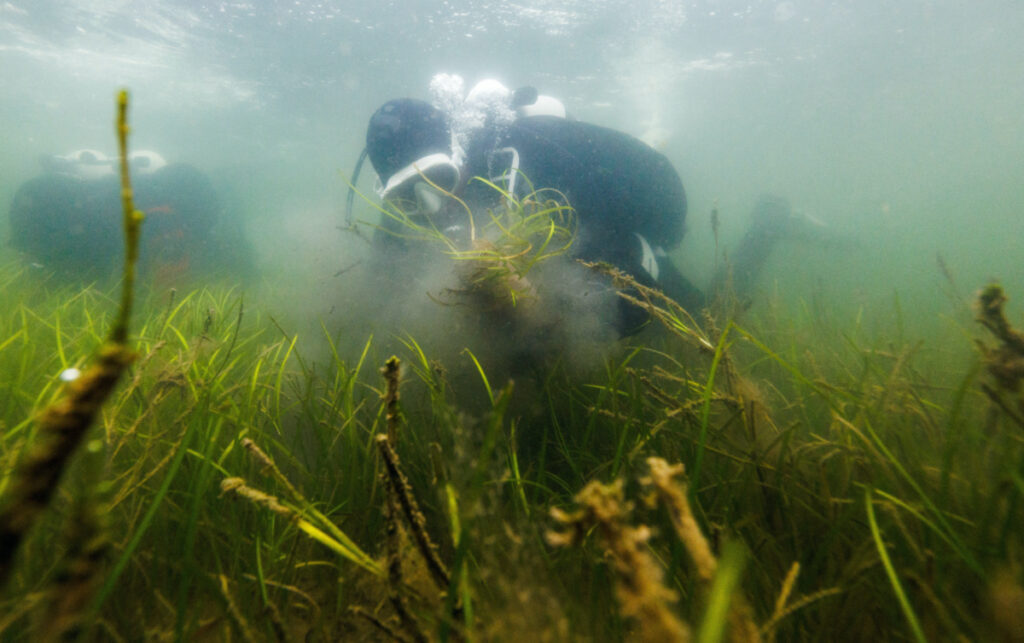 Martin Lampe, 52, an IT technician and member of the maritime conservation group Sea Shepherd, shakes sediment off seagrass shoots, which were harvested from a donor meadow, before planting them during a two-day citizen diver course that aims to re-green large parts of the Baltic Sea, near Kiel, Germany, on 1st July, 2023.