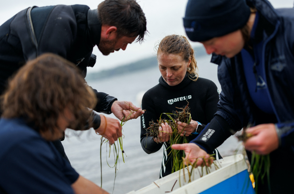 Flo Stadler, 36, an IT engineer and campaign leader of the maritime conservation group Sea Shepherd, and Angela Stevenson, 39, a marine scientist for GEOMAR, bundle and store harvested seagrass shoots from a donor meadow during a two-day citizen diver course that aims to re-green large parts of the Baltic Sea, near Kiel, Germany, on 1st July 2023. 