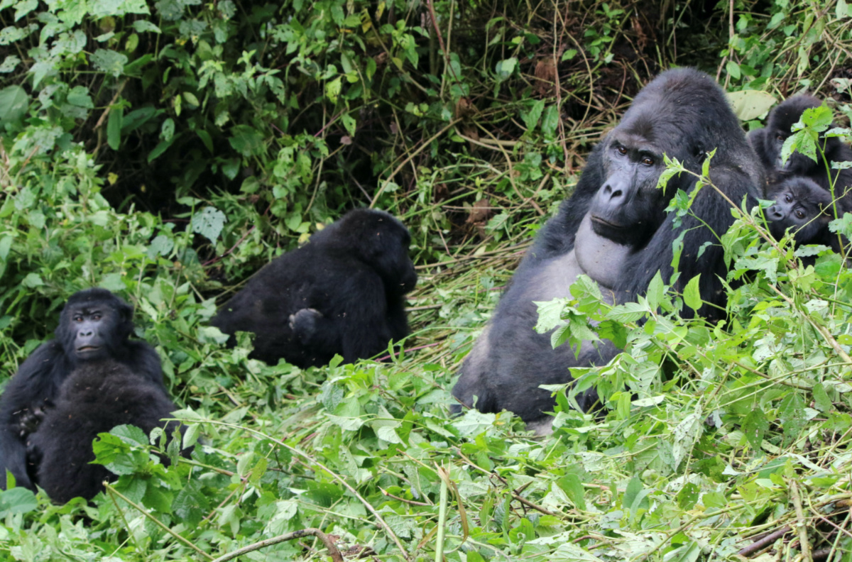 Gorillas from the Chimanuka family are seen at the Kahuzi-Biega National Park, in the South Kivu Province of the Democratic Republic of the Congo, on 3rd May, 2023. 