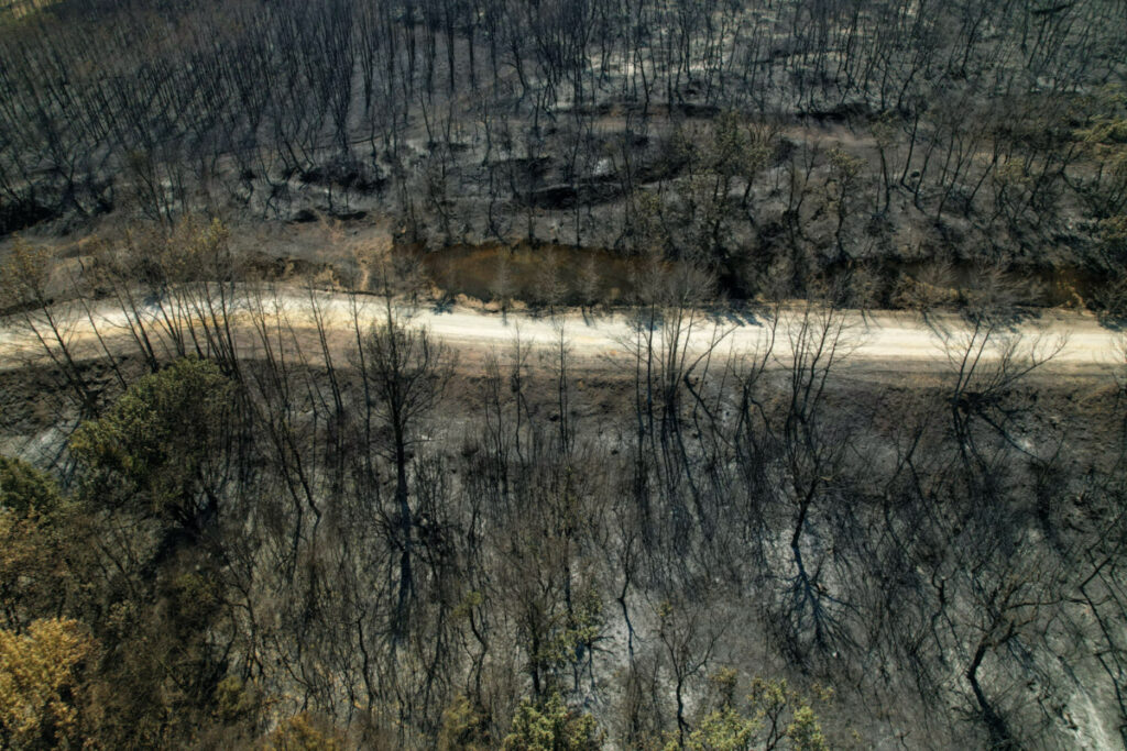 View of a burned forest following a wildfire, near the village of Avantas in the region of Evros, Greece, on 28th August, 2023