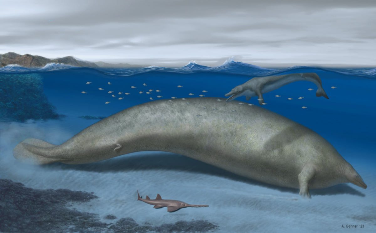 Perucetus colossus, an early whale from Peru that lived about 38 to 40 million years ago, a marine mammal built somewhat like a manatee that may have exceeded the mass of the blue whale, long considered the heftiest animal on record, is seen in an undated artist's rendition.