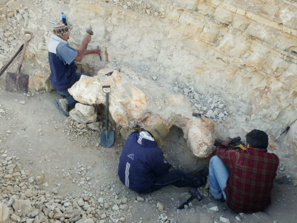 Scientists excavate a vertebra fossil of Perucetus colossus, a huge early whale that lived about 38-40 million years ago, in a remote coastal desert in southern Peru, as seen in this undated photograph.