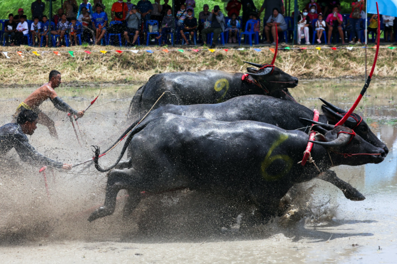 Jockeys compete in Chonburi's annual buffalo race festival, Chonburi province, Thailand, on 6th August, 2023.