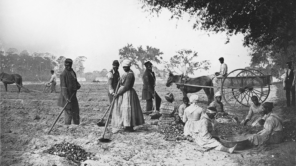 Slaves plant sweet potatoes on the James Hopkinson plantation in South Carolina circa 1862.