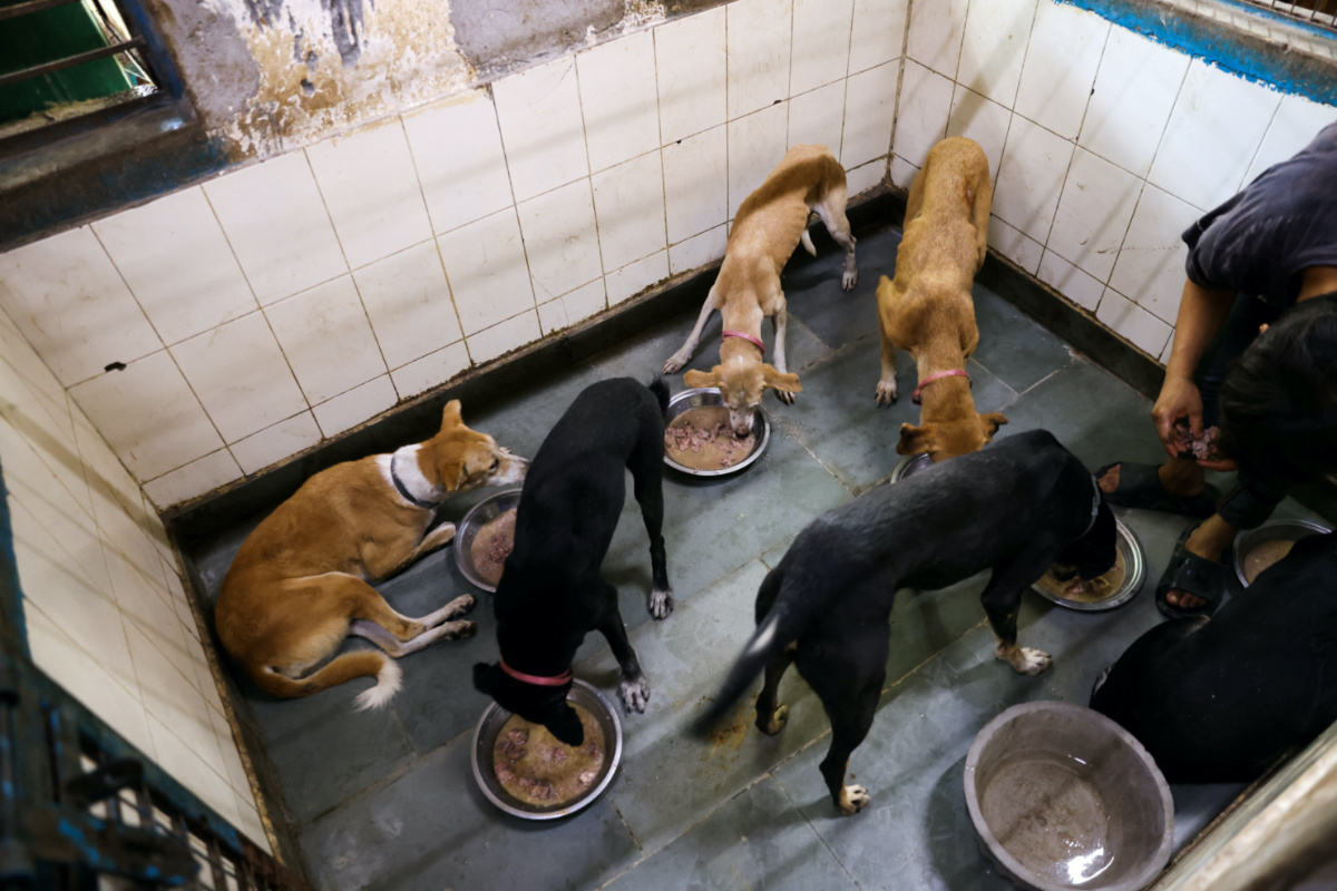 Stray dogs put up at an animal shelter managed by a local animal welfare NGO Friendicoes SECA, eat food inside their caged rooms at the facility at Bijwasan in New Delhi, India, on 6th September, 2023.