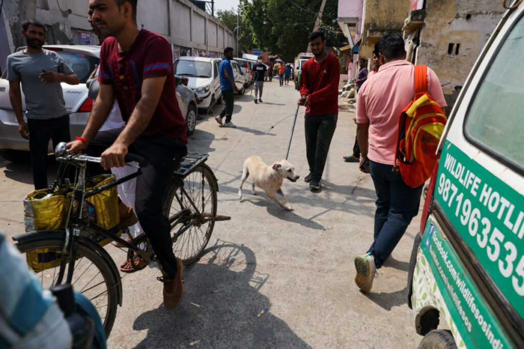A Municipal Corporation of Delhi official catches a stray dog using a rod with a loop, near Indira Gandhi International Airport ahead of the G20 summit in New Delhi, India, on 5th September, 2023