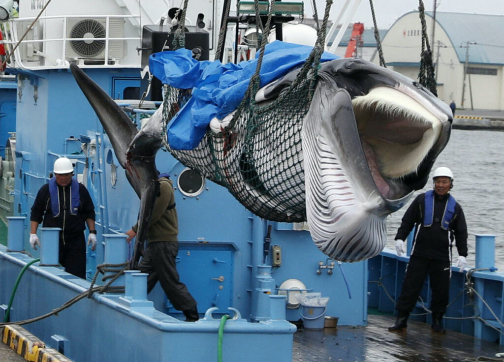 A captured Minke whale is unloaded after commercial whaling at a port in Kushiro, Hokkaido Prefecture, Japan, on 1st July, 2019