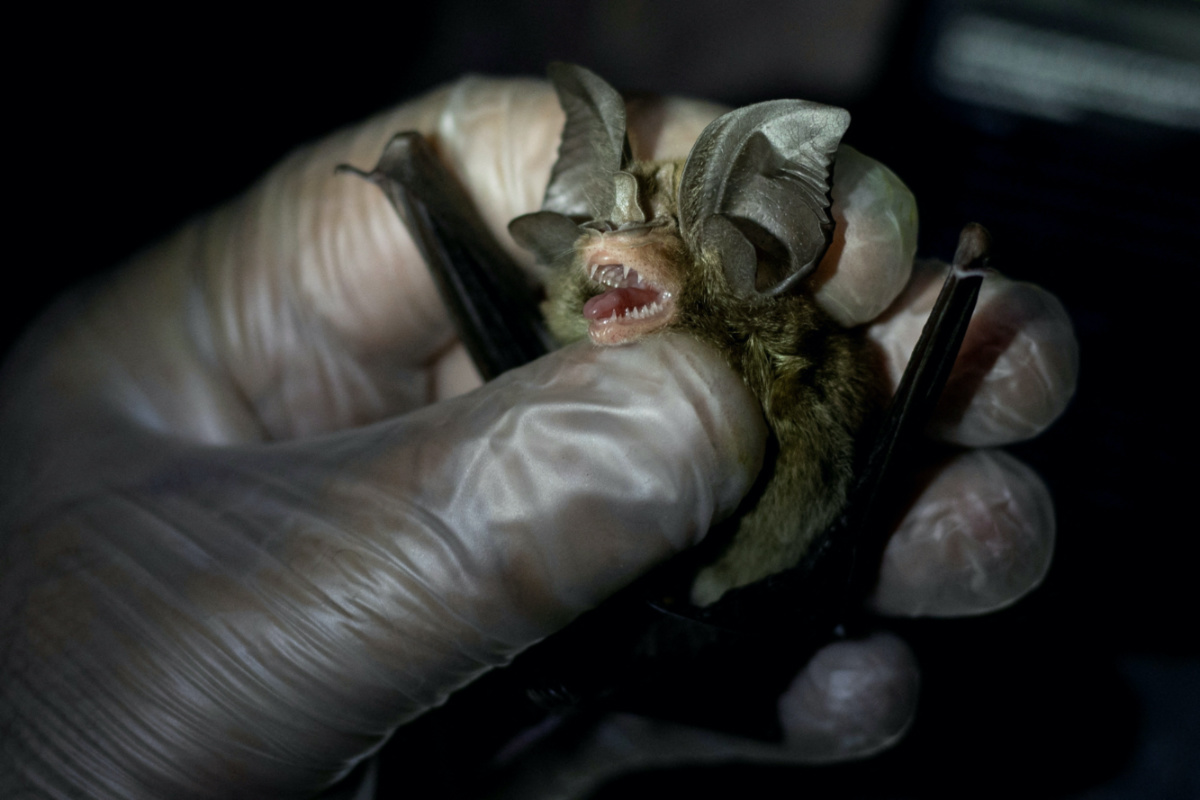 Phillip Alviola, a bat ecologist, holds a bat that was captured from Mount Makiling in Los Banos, Laguna province, Philippines, on 5th March, 2021