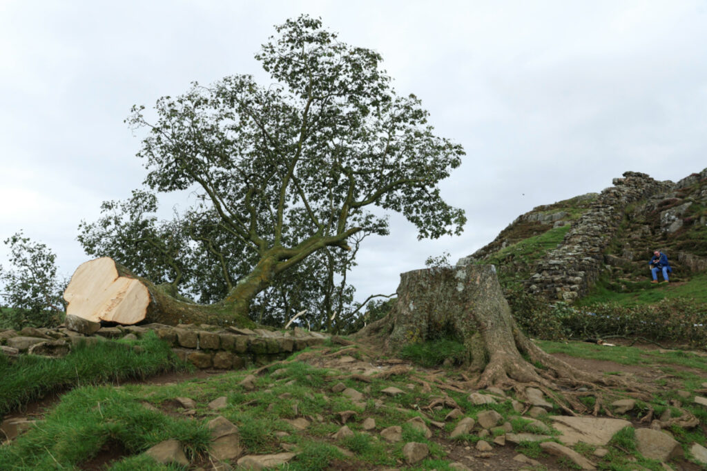 General view of the Sycamore Gap tree that was felled, in Northumberland, Britain, on 28th September, 2023