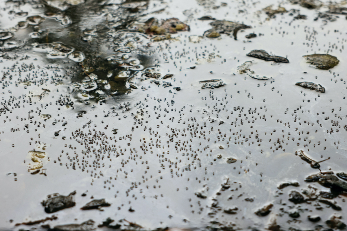 Mosquitoes are seen on stagnant water on the roadside during countrywide dengue infection, in Dhaka, Bangladesh, on 24th August, 2023.