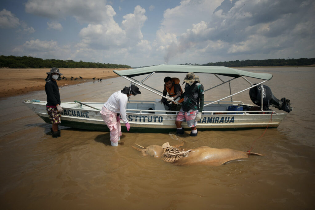 Researchers of the Mamiraua Institute for Sustainable Development retrieve a dead dolphin at the Tefe lake affluent of the Solimoes river that has been affected by the high teperatures and drought in Tefe, Amazonas state, Brazil, on 1st October, 2023