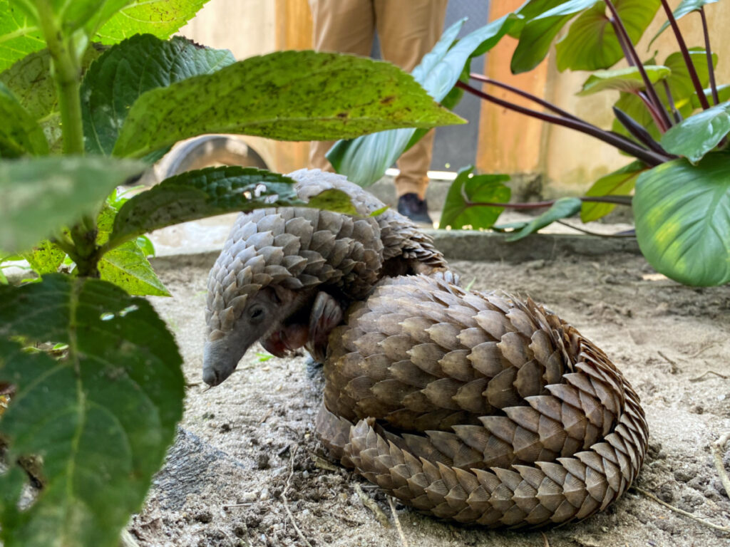 A rescued pangolin bought off a wildlife seller is seen resting at the Green Finger Garden in Lagos, Nigeria, on 29th July, 2020