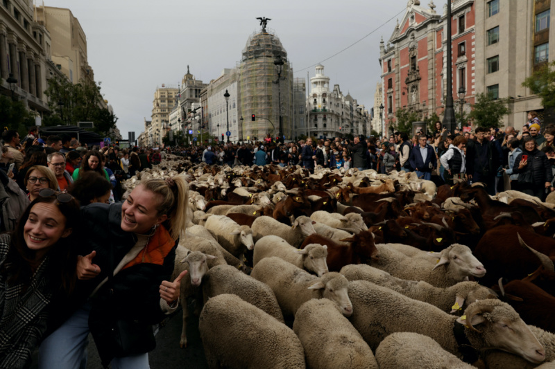 Women have their picture taken next to a flock of sheep during the annual parade on the streets of Madrid, as shepherds demand to exercise their right to use traditional migration routes for their livestock from northern Spain to winter grazing pasture land in southern Spain, in Madrid, Spain on 22nd October, 2023