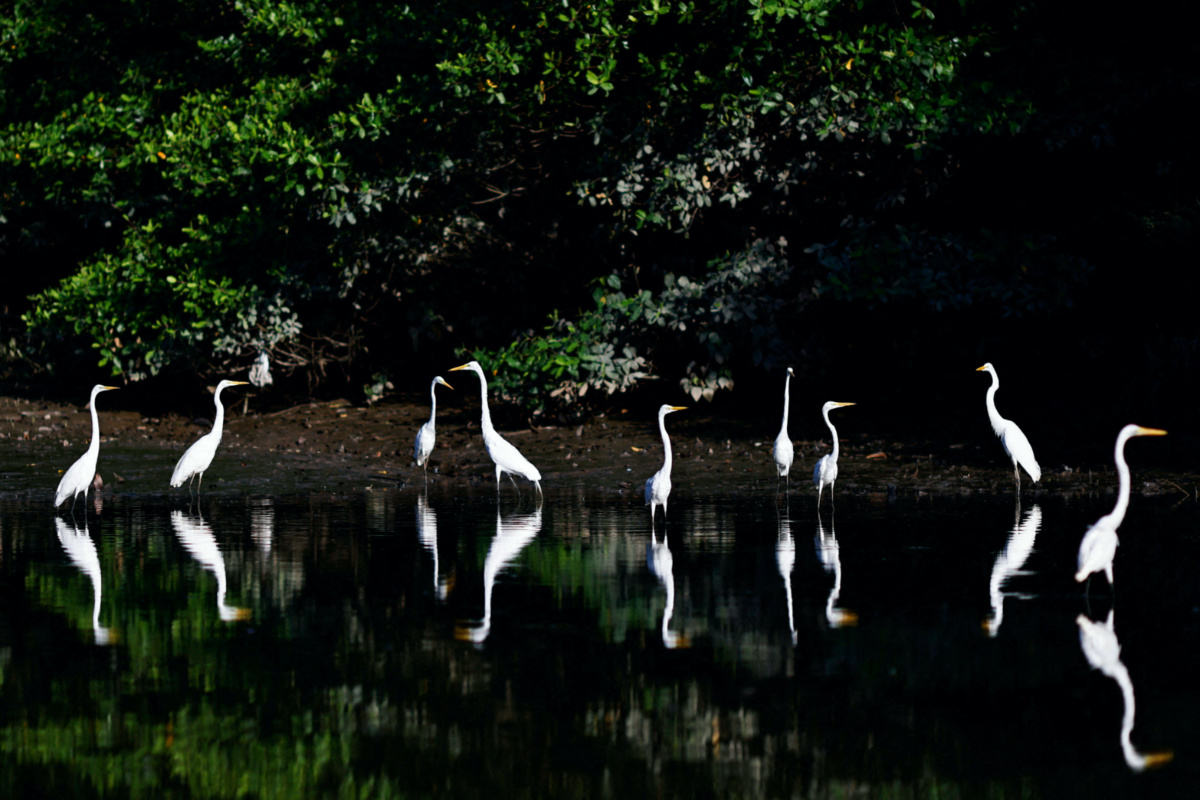 Herons are seen on the Piraiba river before a summit of Amazon rainforest nations, in Belem, Para state, Brazil on 6th August, 2023.